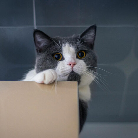 cat-nameboxs-2.jpg