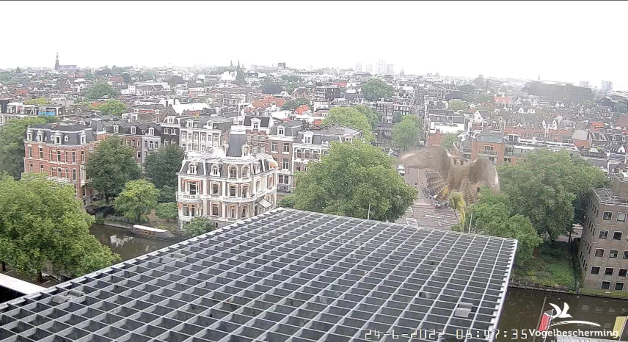Amsterdam/Rijksmuseum screenshots © Beleef de Lente/Vogelbescherming Nederland - Pagina 32 Video-2022-06-24-085443-Moment
