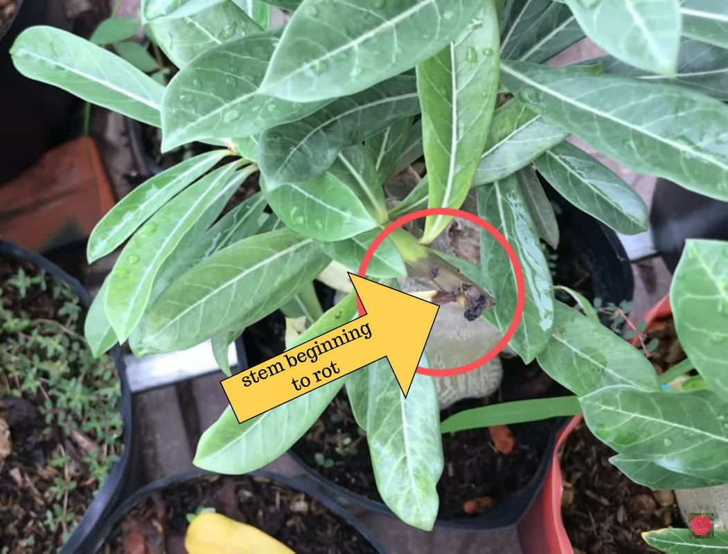 adenium-stem-starting-rot.jpg