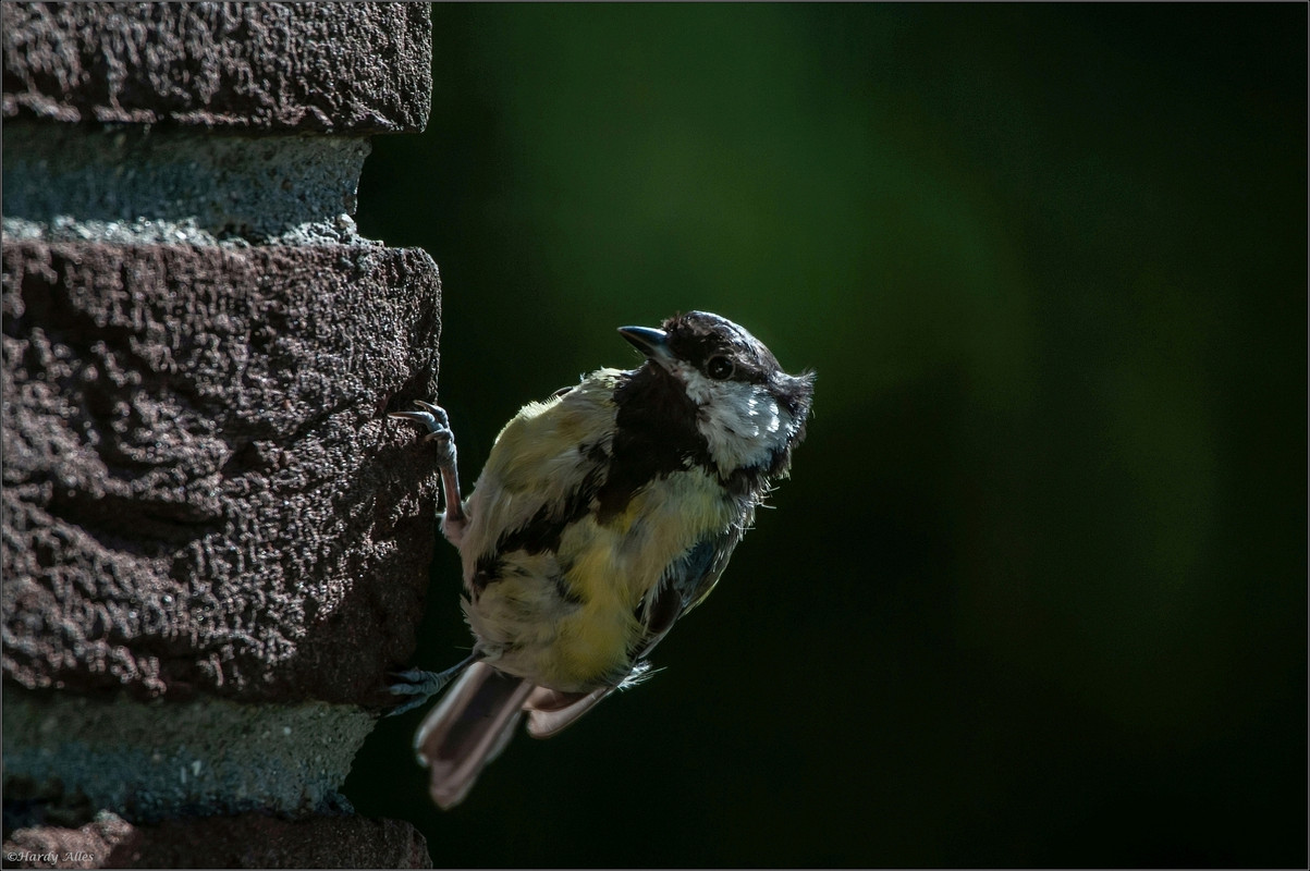 _DSC3976 2018 Vögel  LRERWZ