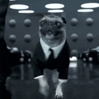 feather-fur-fin-av3.gif