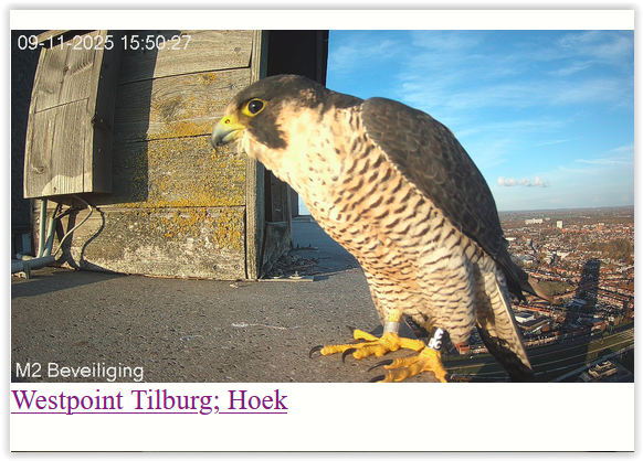 Screen Shot 11 09 25 at 03 50 PM