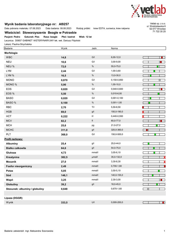 Beagle w Potrzebie Stowarzyszenie (AI9257)-1-1