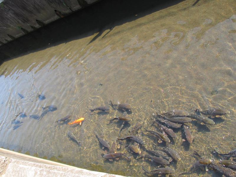 IMG-0982