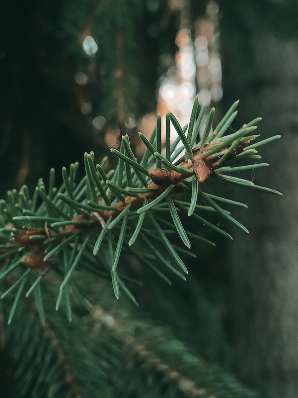 Sirvėtos regioninis parkas