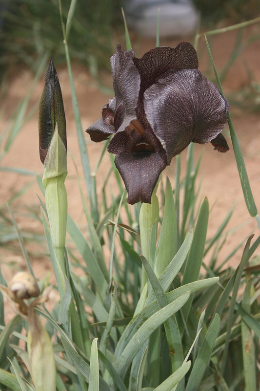 Black Iris Plant