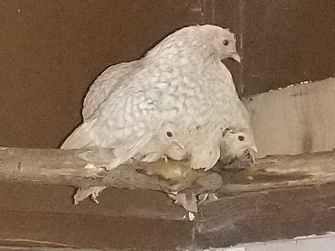 tipun kuvia 2020 (6)