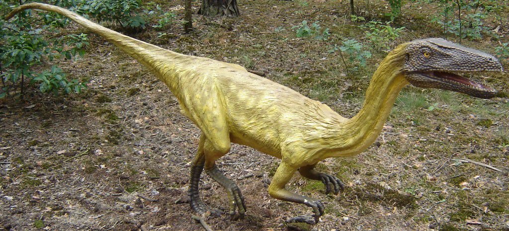 Coelophysis_bauri