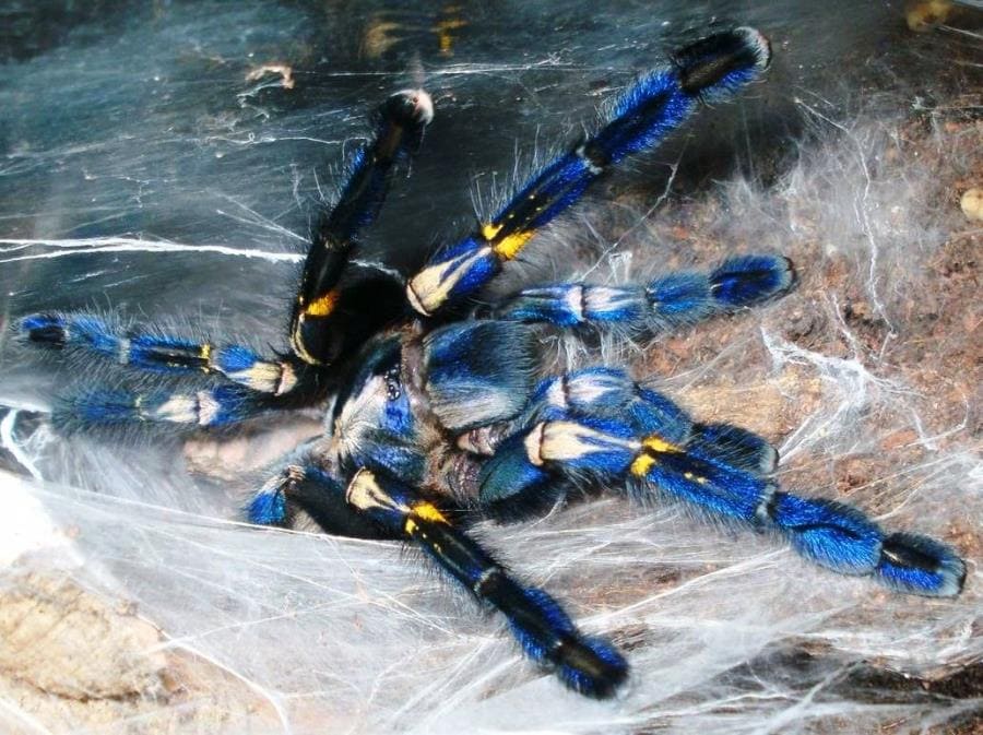 Интересные факты про Poecilotheria metallica - синий драгоценный паук Интересные факты про Poecilotheria metallica - синий драгоценный паук