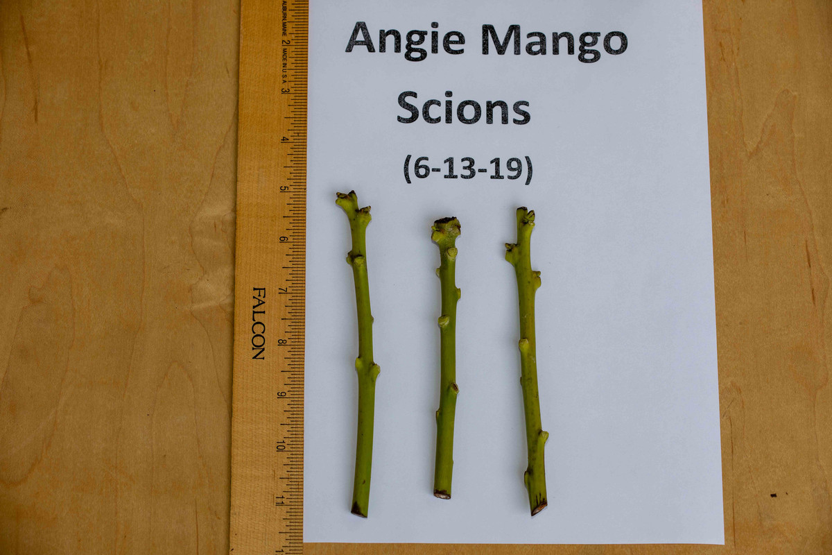 8U1A0633  Angie Mango Scions (6-13-2019)