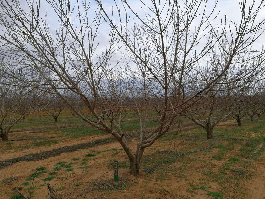 JenschkeOrchard#2Send