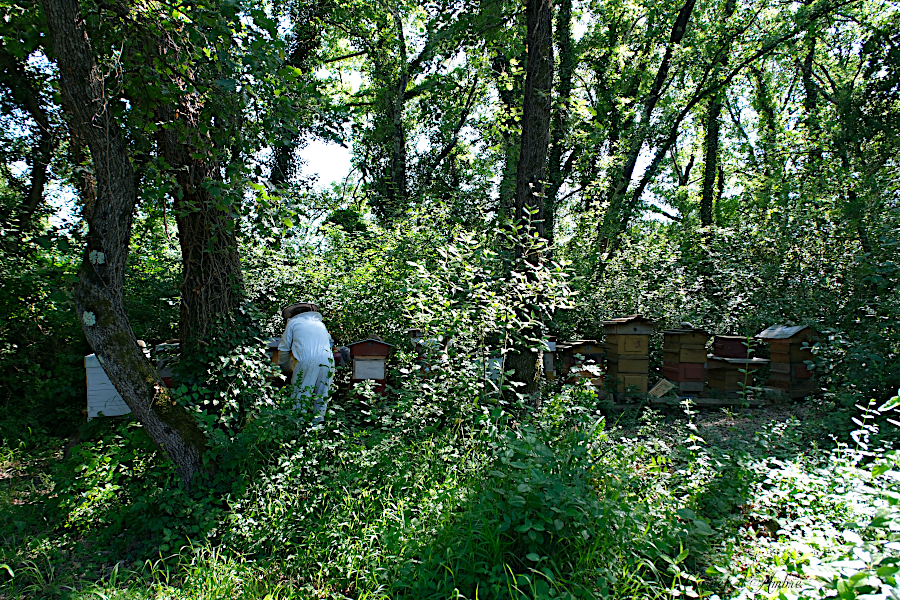 Forêt et ruches