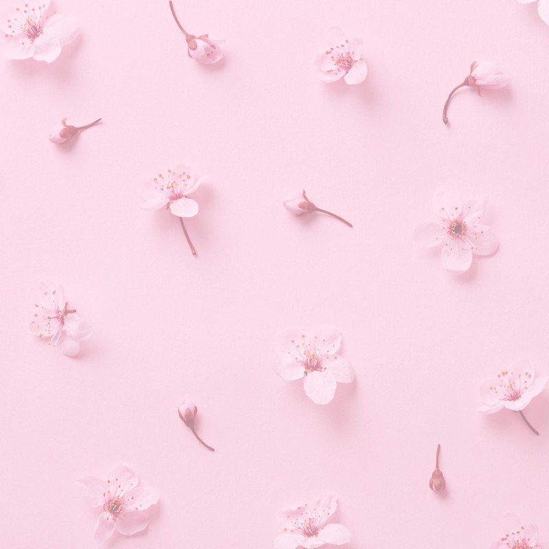Cherry blossom