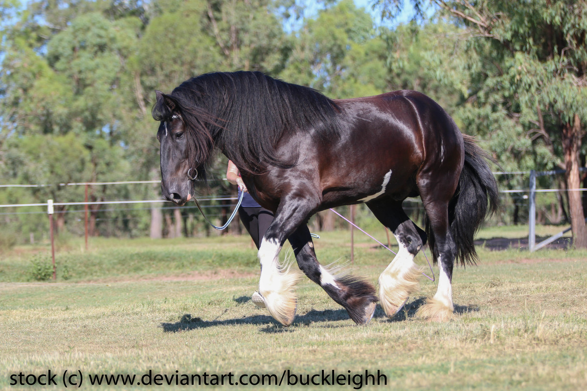 shire-draft-horse-canter-stock-3-by-buckleighh-dez6mjp.jpg