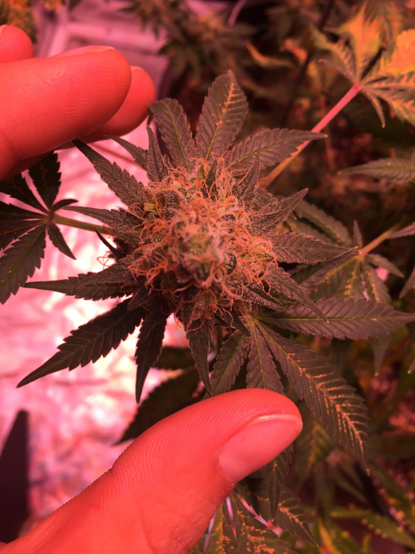 FDBEE6EA-8DFD-40EB-9D41-A37DB6D685D5