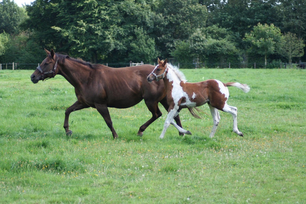 paint-horses-foal-and-mare-stock-by-tigressstocks-d5vlh2h-fullview.jpg