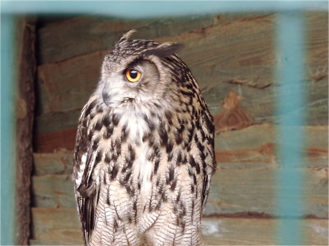 10.31 - panienka (irycki)