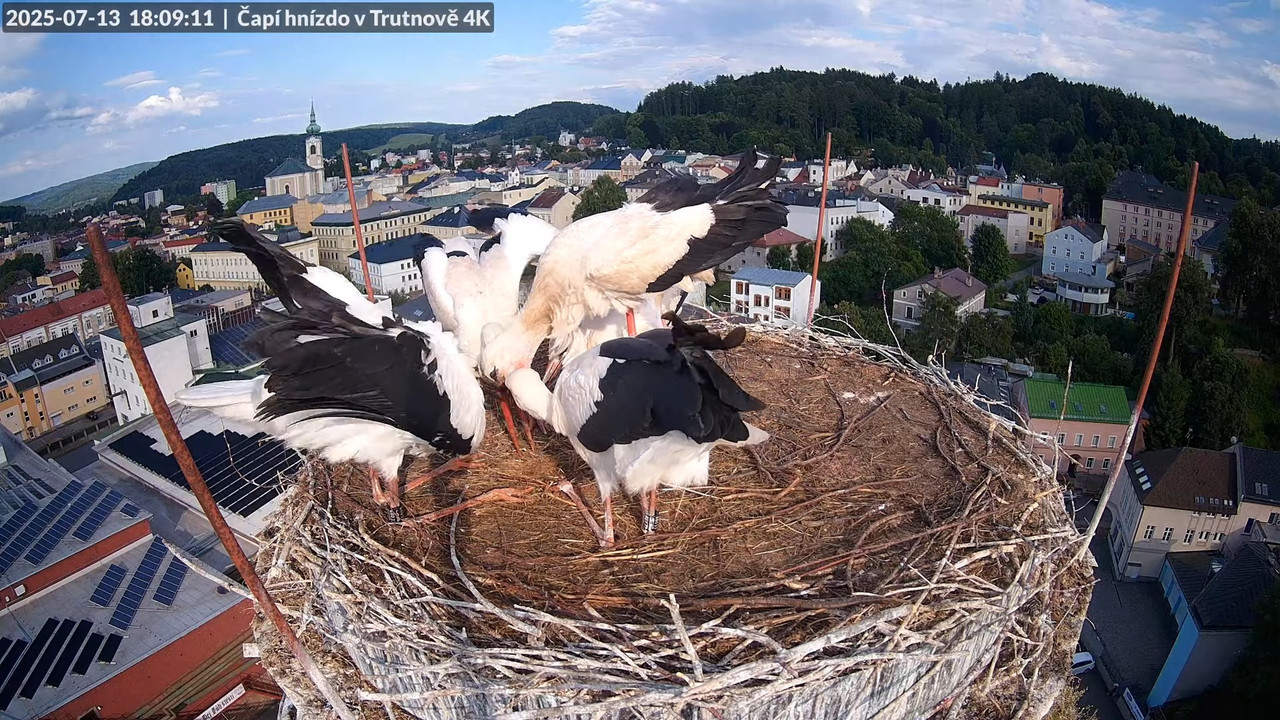 Tiešraide no stārķa ligzdas uz alus darītavas skursteņa Trutnovā 15-29-0 screenshot