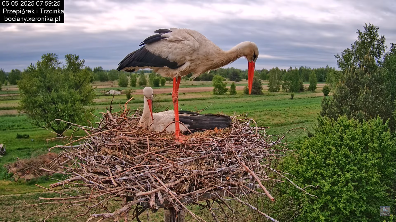06052025bociany13