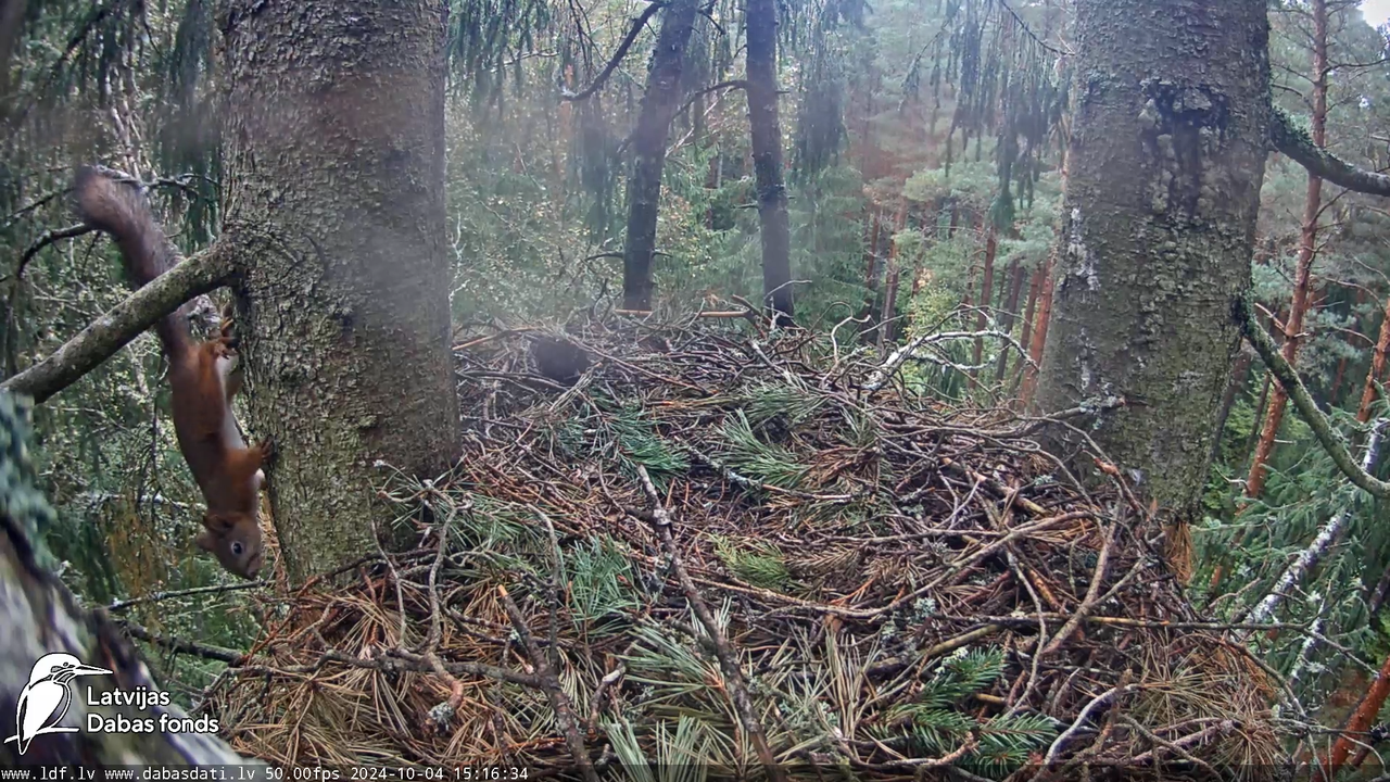 Mazais ērglis (Clanga pomarina), ligzda eglē __ Lesser spotted eagle in spruce, Zemgale, Latvia 5-59
