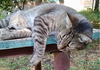 13 Кіт філософ