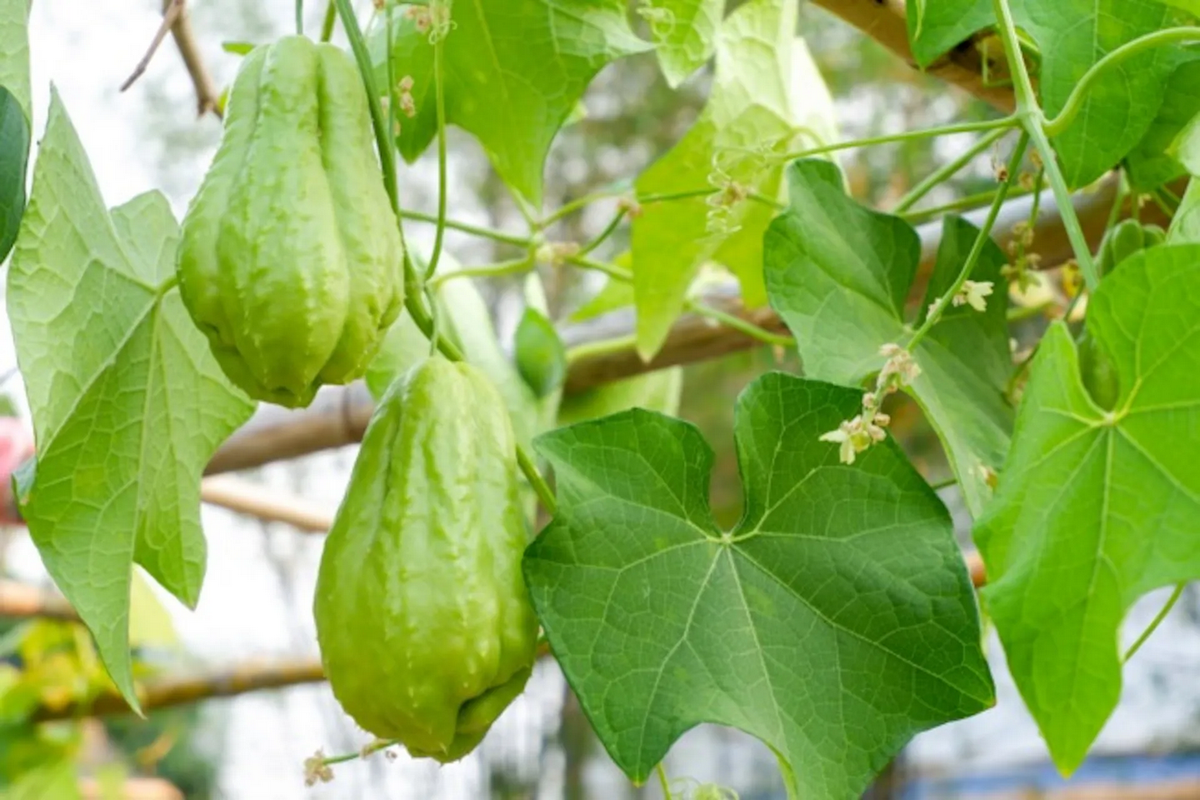 Cultiva chayote en tu huerto urbano y aprovecha sus beneficios