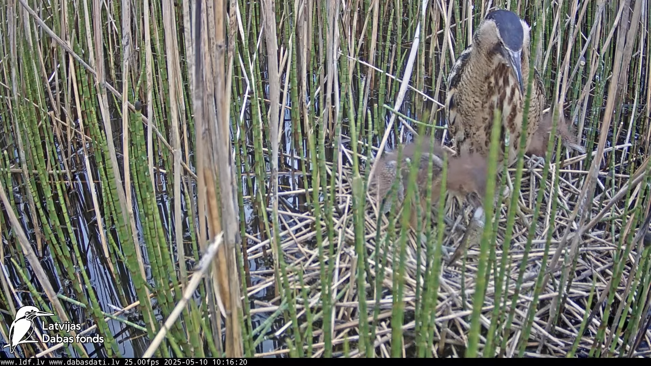 LDF Lielais dumpis (Botaurus stellaris) Zemītes pagastā 10-58-35 screenshot