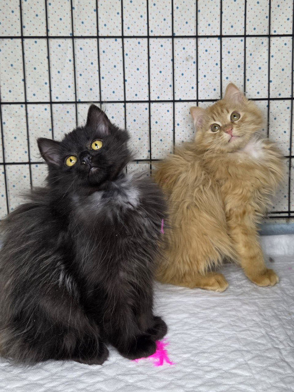 Нафаня, Шуша и Плюша