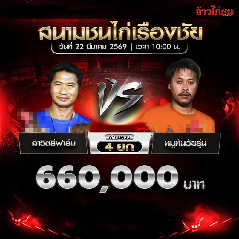 สาวิตรีฟาร์ม vs หมูหันวัยรุ่น โปรแกรมไก่ชน สนามชนไก่เรืองชัย