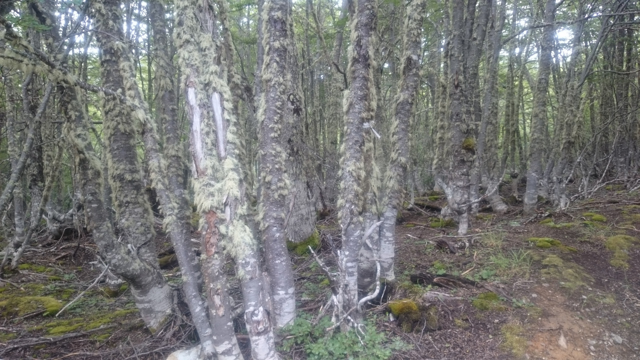 Аргентина (20)