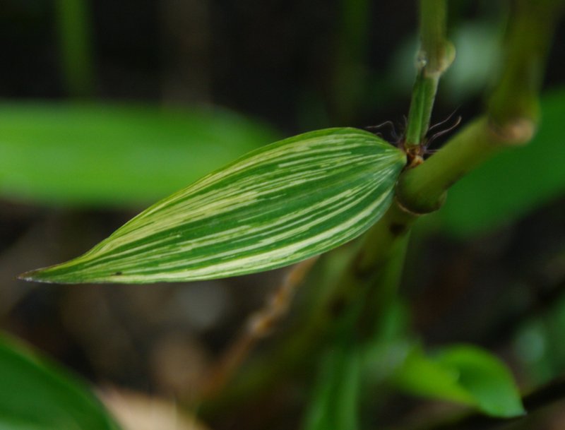 Phyllostachys edulis variegata semis (1)