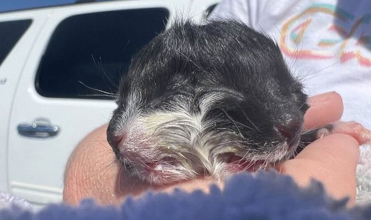 Extremadamente raro: nace gato con dos caras y causa furor en redes sociales