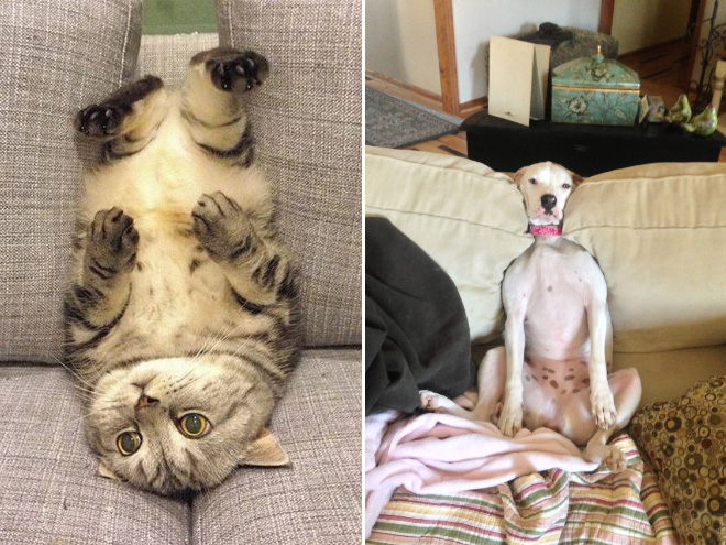 Смешные животные, которым с трудом удается освоить мебель