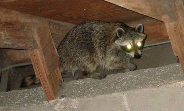 Wildlife Removal Orlando