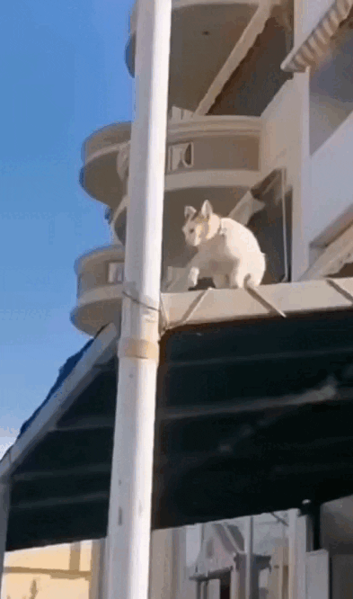 008.gif