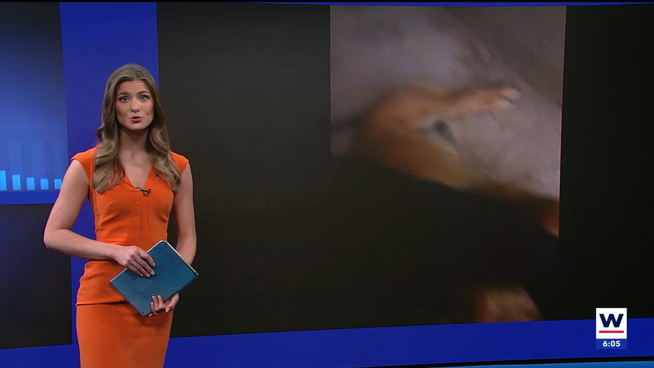 04.14 - 11.00.01 - WINK NEWS at 6 00am Sunday  ᴺᵉʷ. Sunday morning ne....ts_snapshot_00.06.24.558