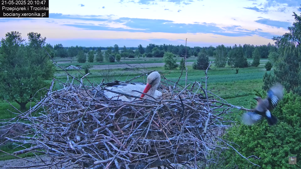 21052025bociany33