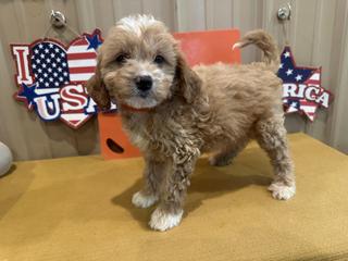 s orange collar female may 16