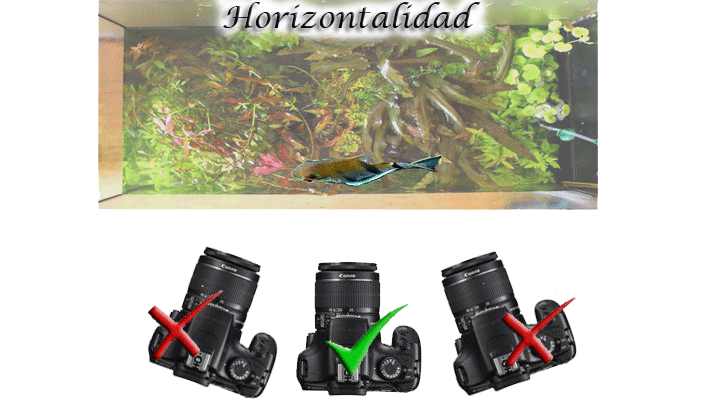 acuario-superior.gif