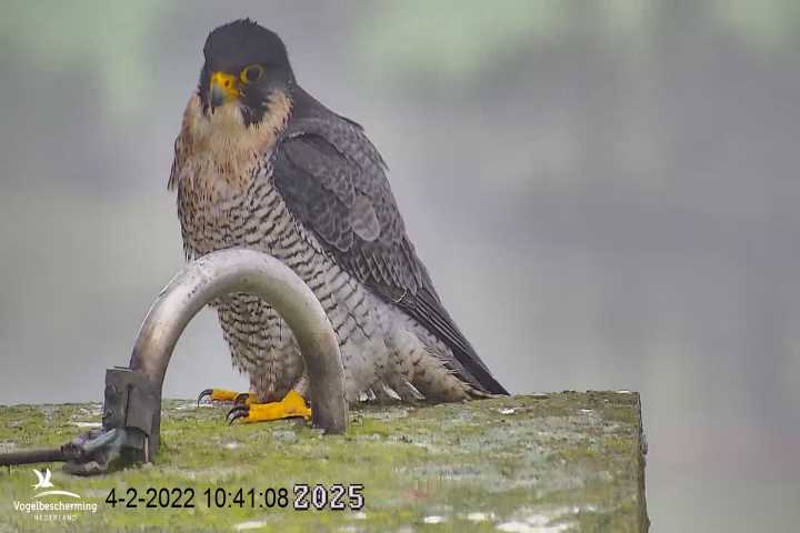 campics vanaf 30 januari © VWGGemert en bonusjes van ter plekke - Pagina 4 Cam-1-12