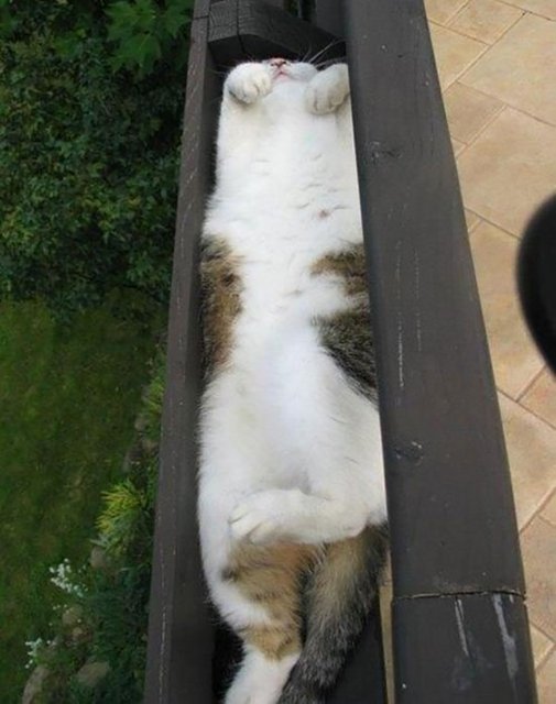 places-where-cats-shouldnt-be-60633d7956