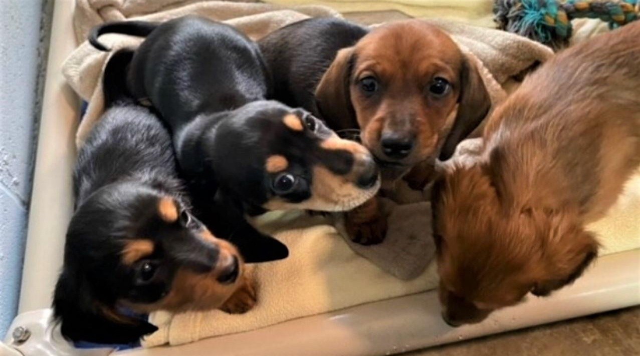 En Argentina rescatan a medio centenar de cachorros “salchicha”