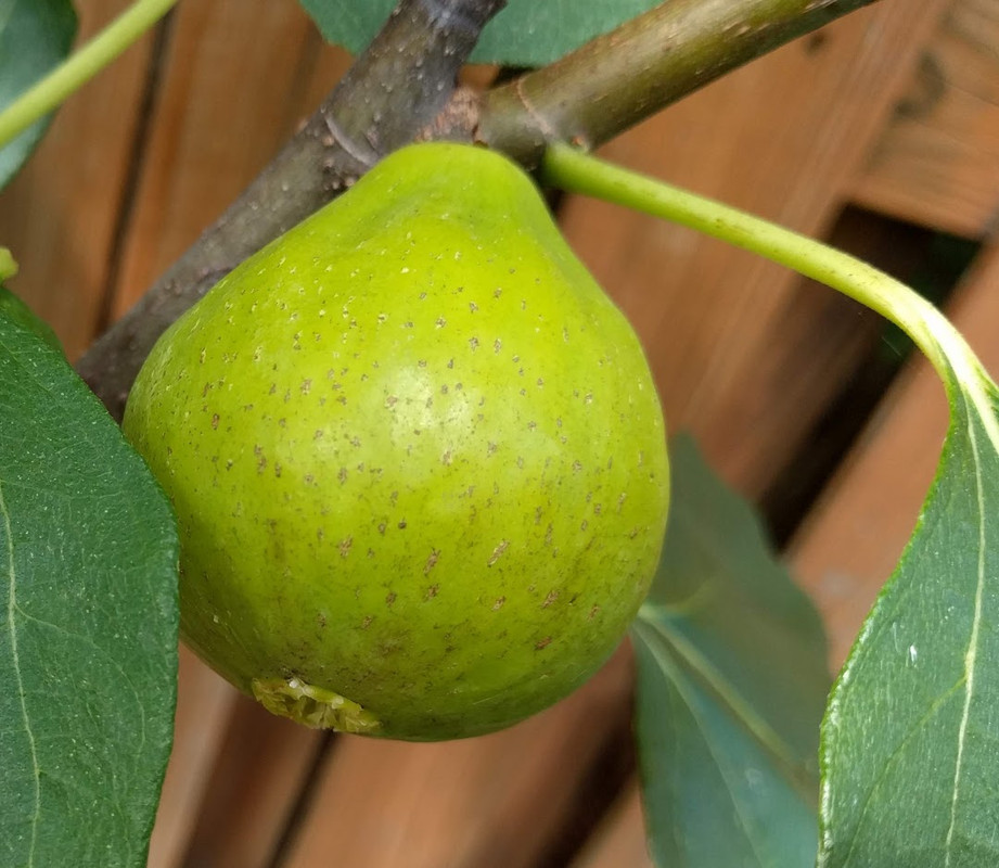 Faliciano 07-06-2019