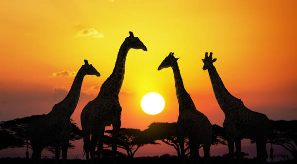 Tanzania luxury safari packages
