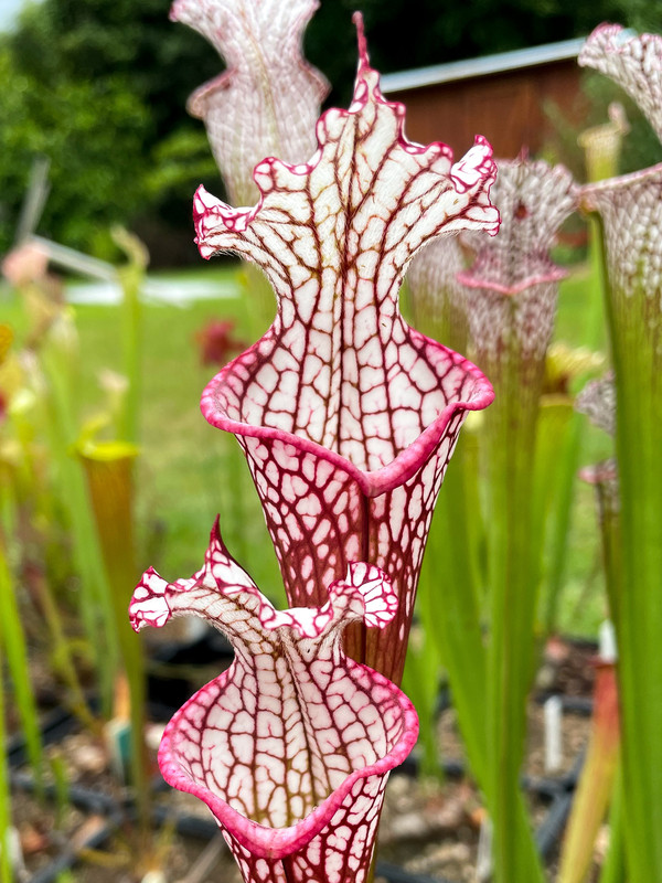 8815D63F-6545-4883-9F0E-1AF567FD1C58