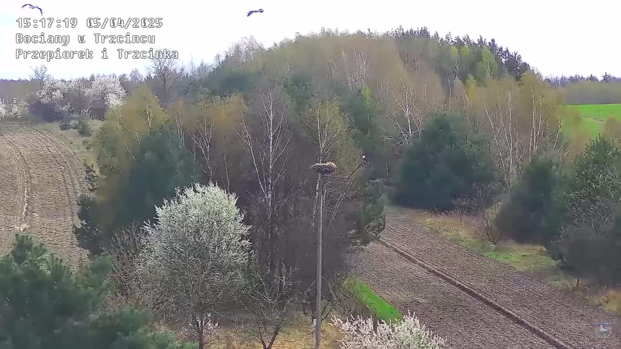 05042025paresekundwgniezdzie_25
