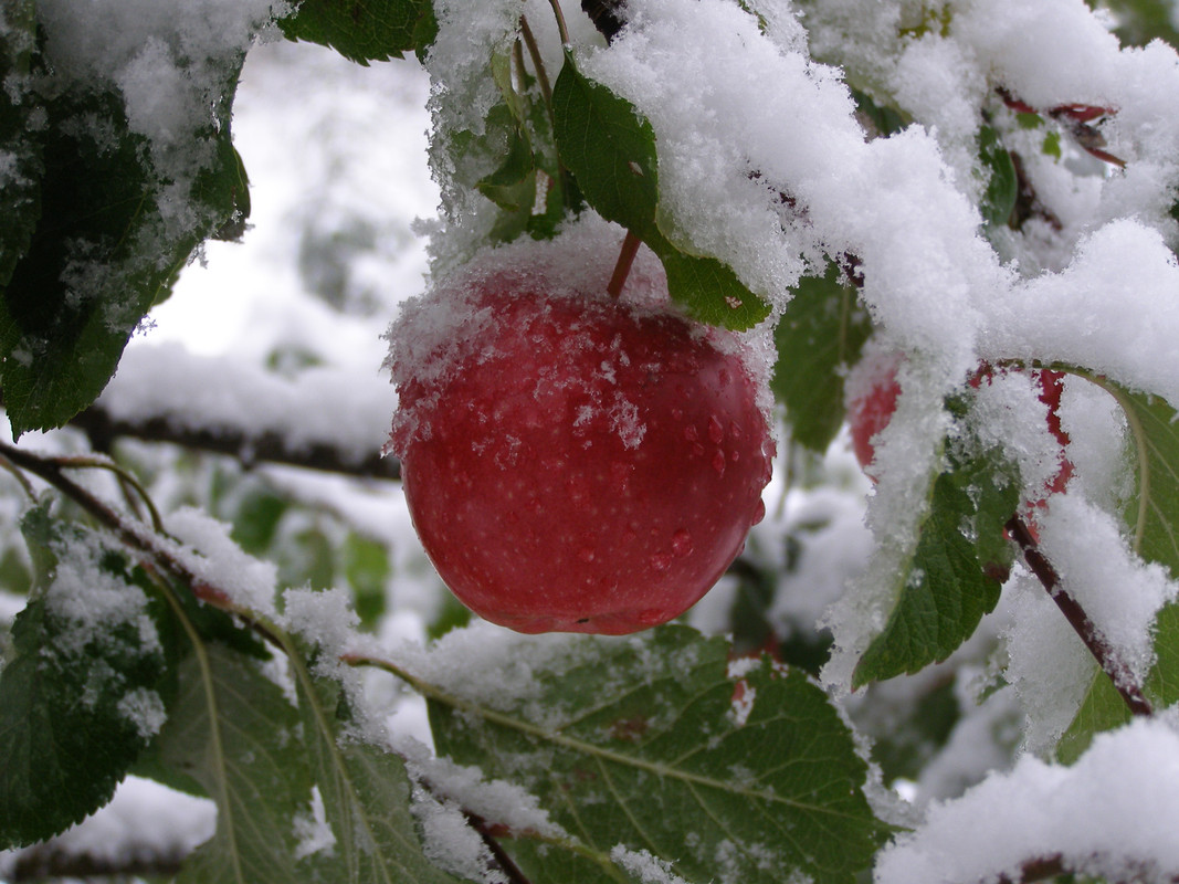 яблочко от ТП
