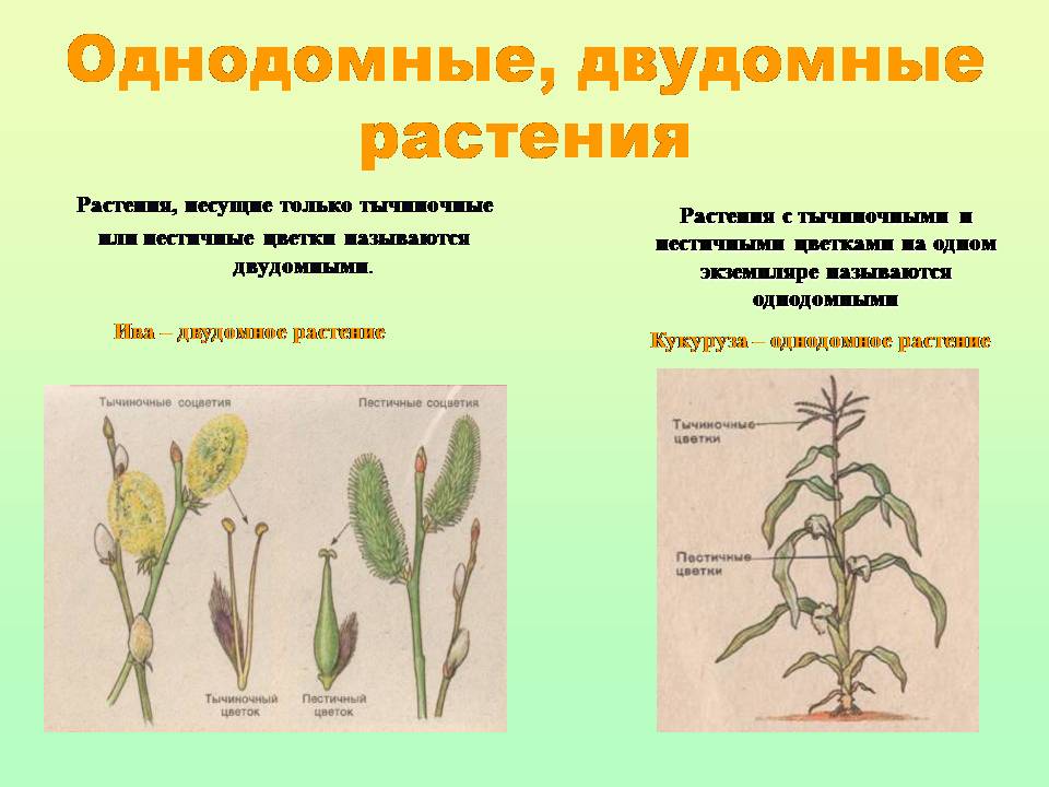 Обоеполые однодомные двудомные