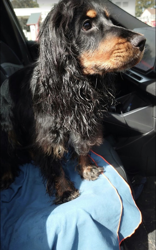 Chien propre après lavage