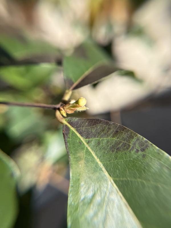 EPirula326c
